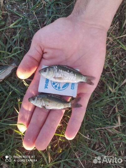 Сазан карп амур толстолобик малек