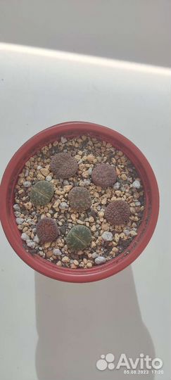 Литопсы. Живые камни