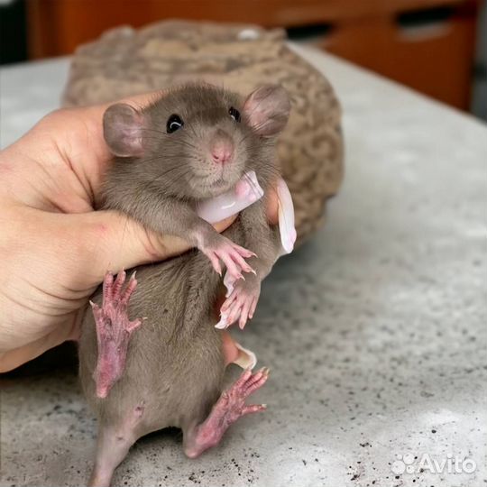 Крысы Дамбо. Крыса. Крысята от Питомника