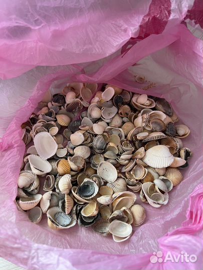 Морские ракушки