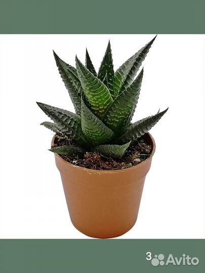 Волшебные фиалки