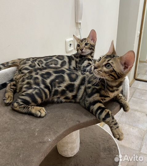 Бенгальские котята