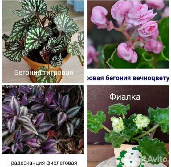 Бегонии цветущие и другие комнатные цветы