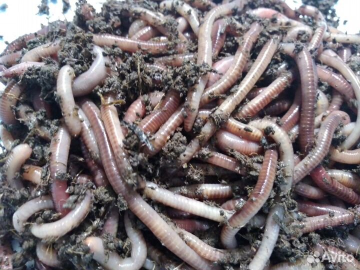 Черви самоловы-Наживка №1\Приманка на Царь рыбу