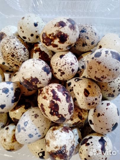 Инкубационное яйцо техасского перепела