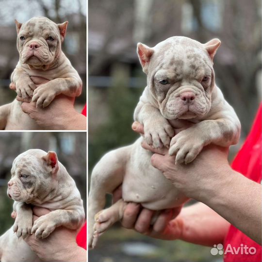 Мерль американский булли девочки micro