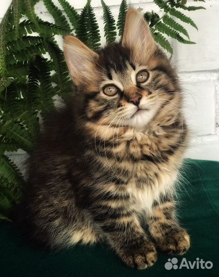 Породистые котята курильского бобтейла