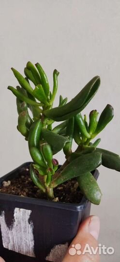 Крассула хоббит