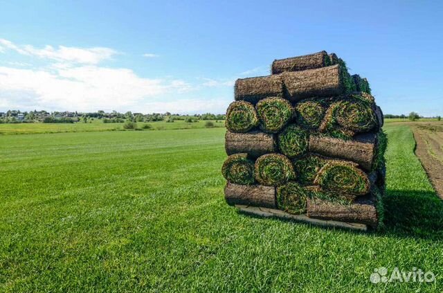 Рулонный газон /продажа/укладка