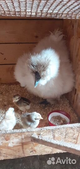 Кша инкубационное яйцо