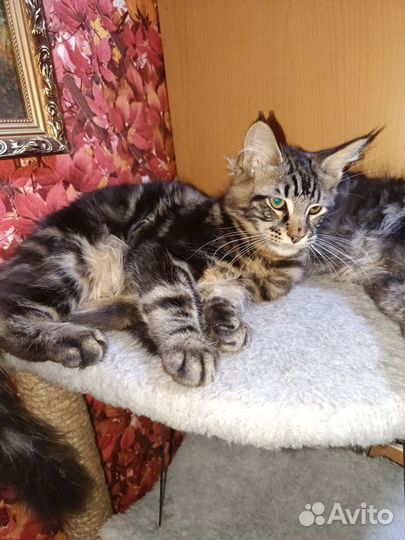 Котята мейн-кун
