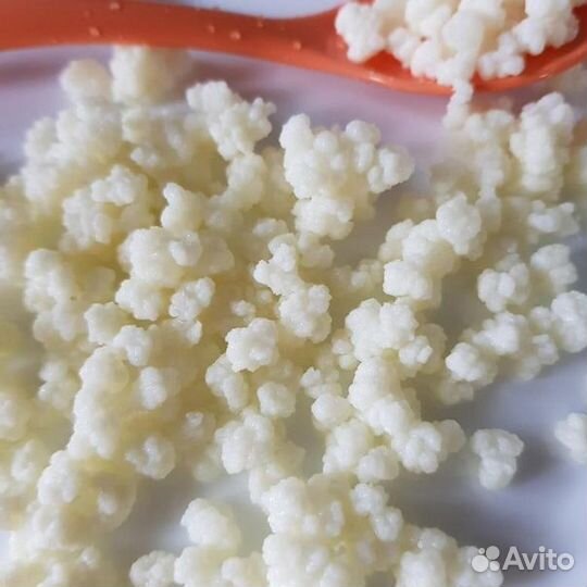 Продам кефирный грибок