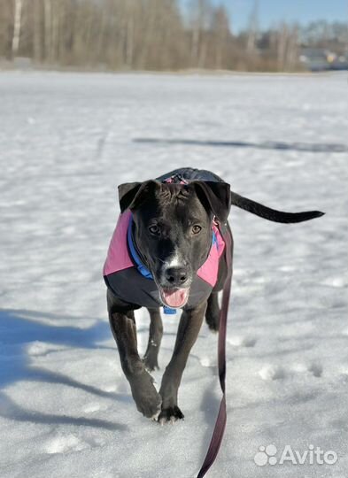 Питбуль в добрые руки