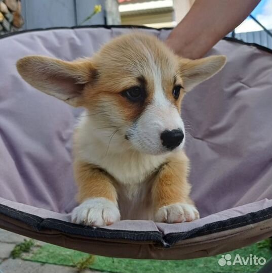 Вельш-корги пемброк