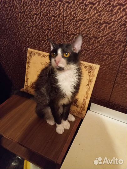 Шикарные котята