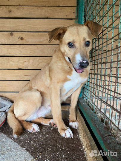 Собака Марго боится людей