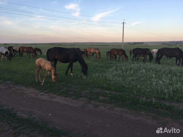 Лошадь
