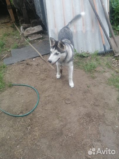 Собаки Хаски