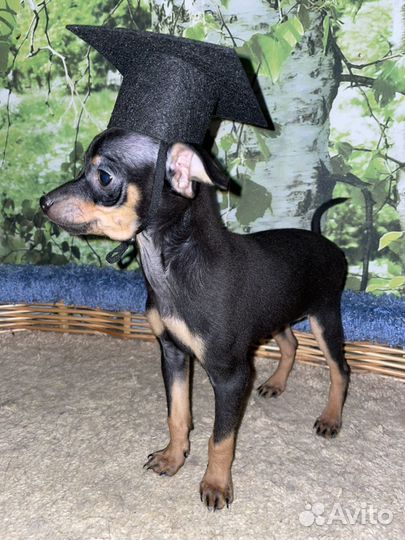 Русский той-терьер мальчик