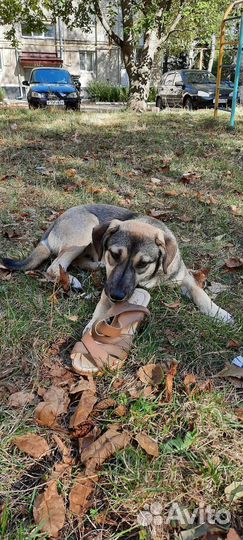 Маленький пёсик в добрые руки