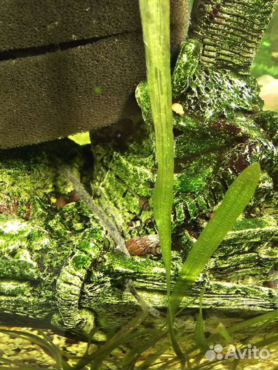 Улитка мелания