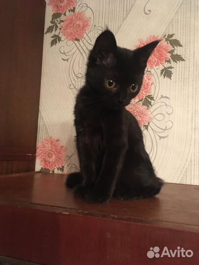 Кошечка 2,5 мес ищет дом