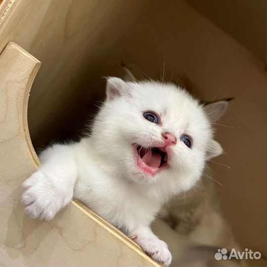Шотландские котята