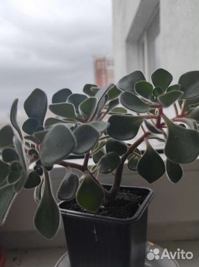 Аихризон дерево любви