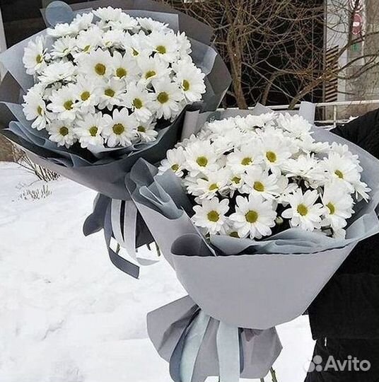 Хризантема