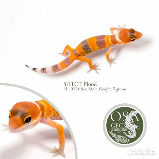 Эублефар shtct Blood