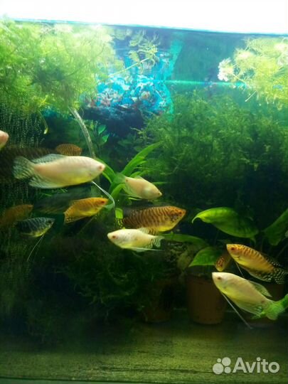 Аквариумные рыбки