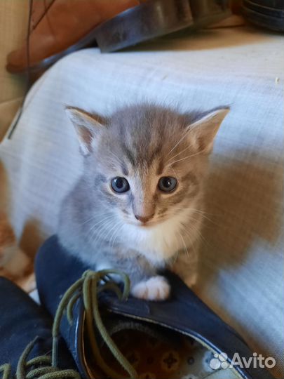 4 ласковых котёнка