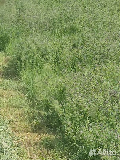 Сено люцерны в тюках