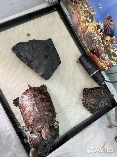 Морская черепаха