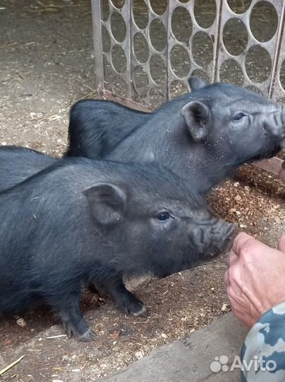 Вьетнамские вислобрюхие поросята