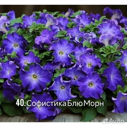 Петуния ампельная