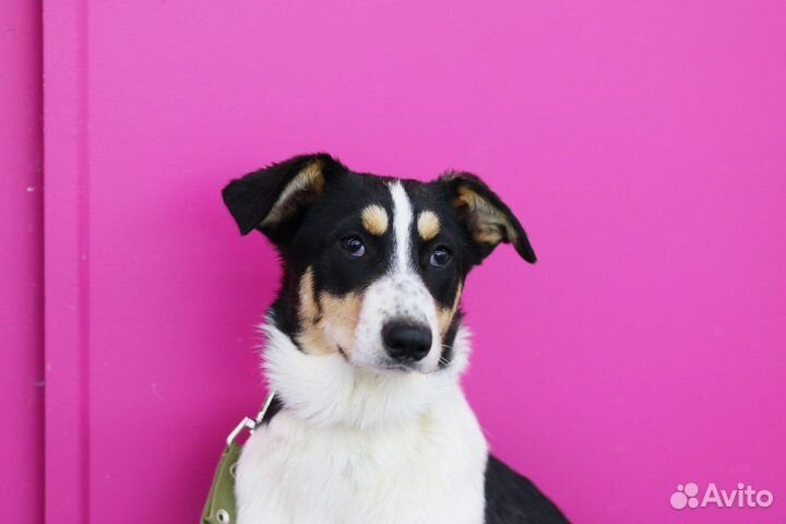 Крупный щенок