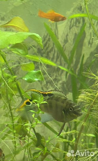 Пельвикахромис