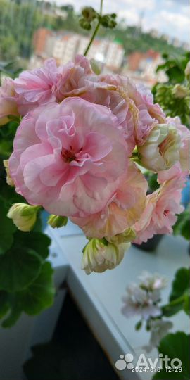 Пеларгония юв Купидон