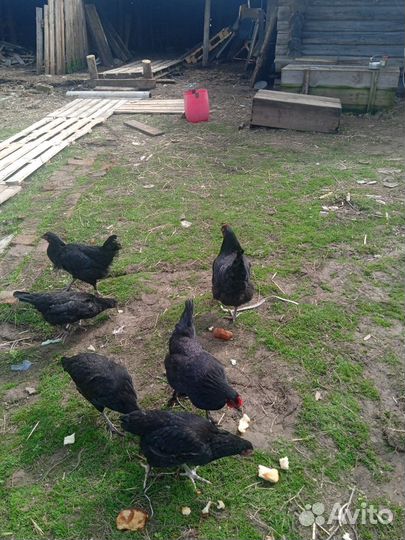 Куры деревенские