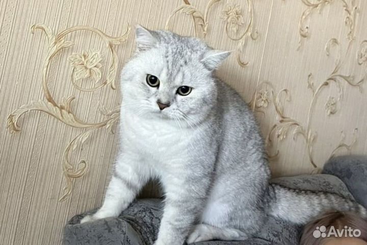 Шотландский кот вязка