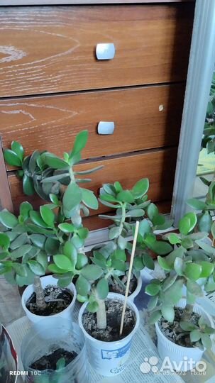 Толстянка (денежное дерево, в каждый )