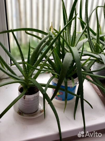 Алое и кактусы