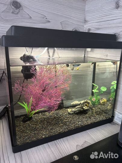 Аквариум