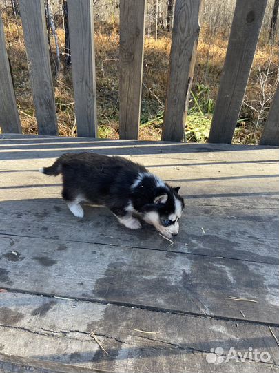 Щенки сибирской хаски