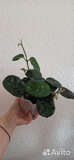 Хойя Villoza Cao Dang Vietnam