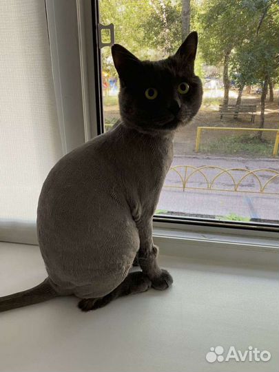 Груминг, стрижка кошек и собак мелких пород