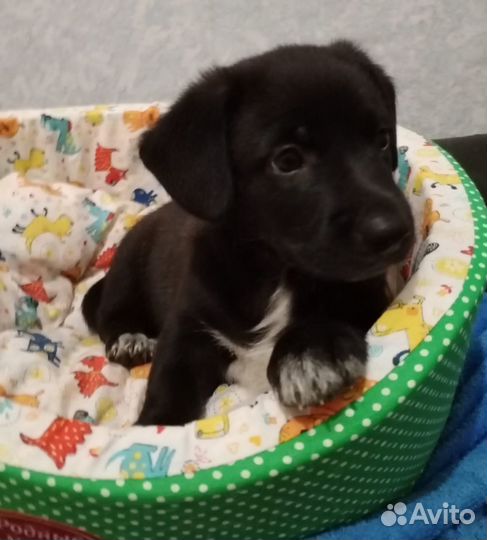 Щенки бесплатно