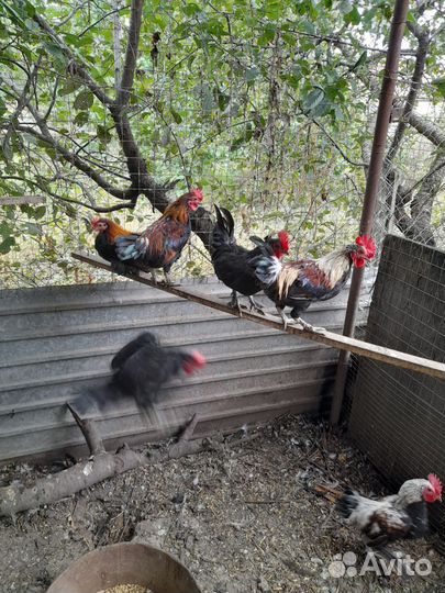 Петух карликовые, бентамка, королек