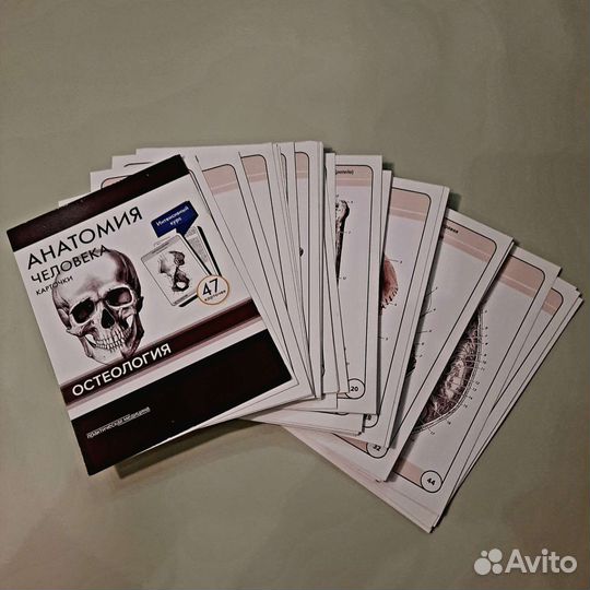 Карточки по анатомии (Остеология)